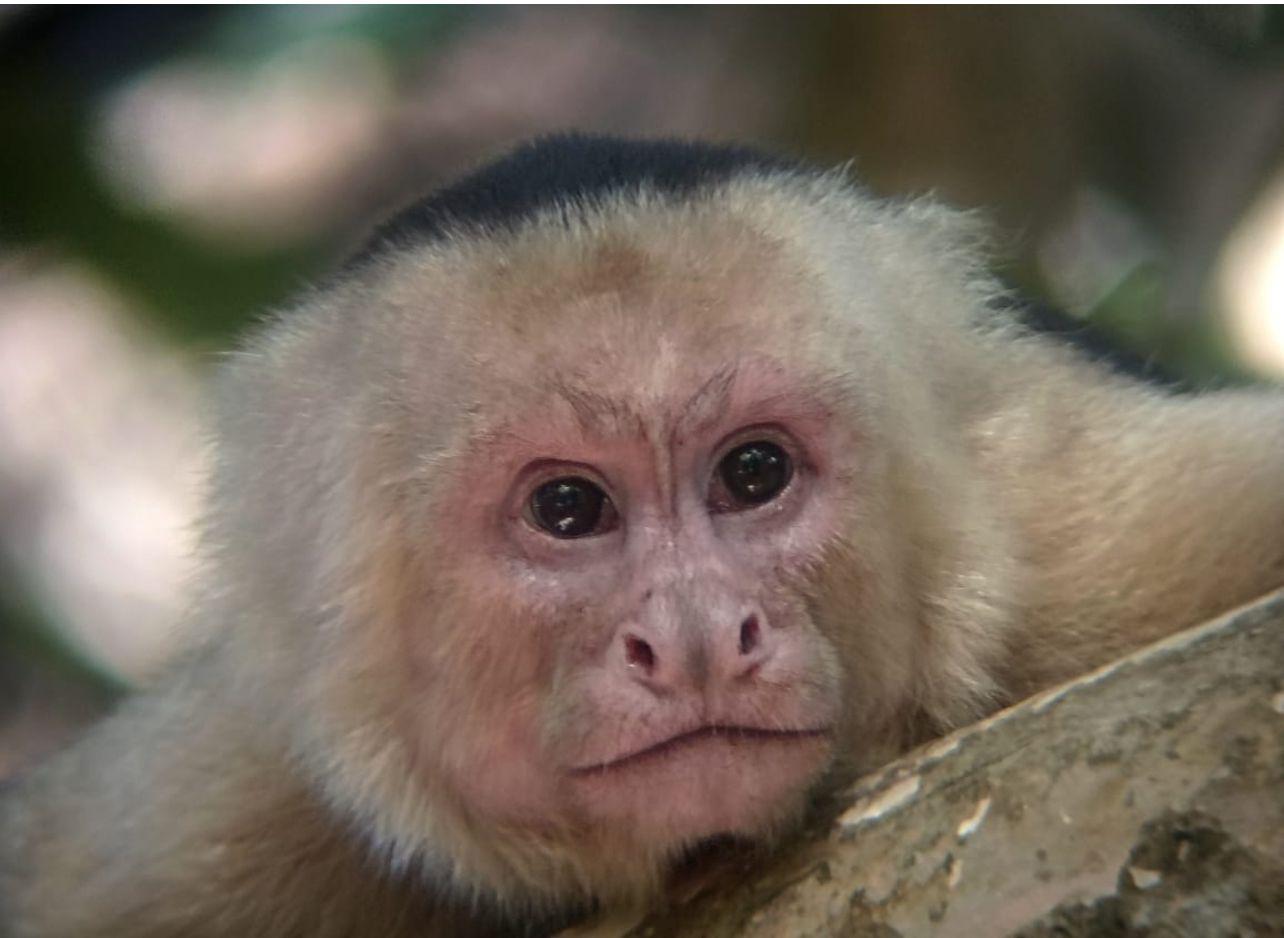 Monkey on the Wanderlust Sanctuary land